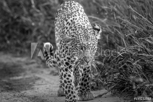 Bild på Leopard walking towards the camera